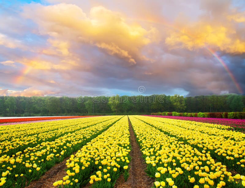 Nederlandse gele en violette tulpengebieden in zonnige dag stock afbeeldingen Nederlandse gele en violette tulpengebieden in zonnige dag stock afbeeldingen