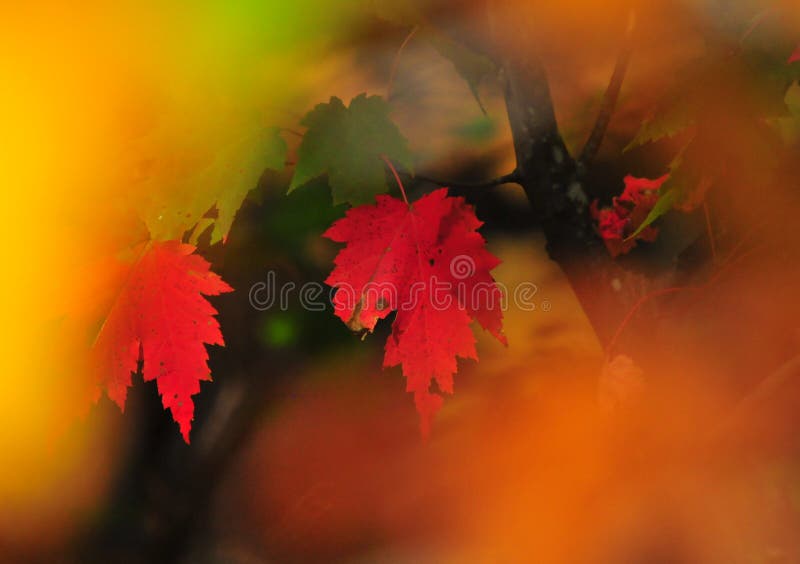 Nedgånglövverk Autumn Leaves Close Up Background royaltyfria foton