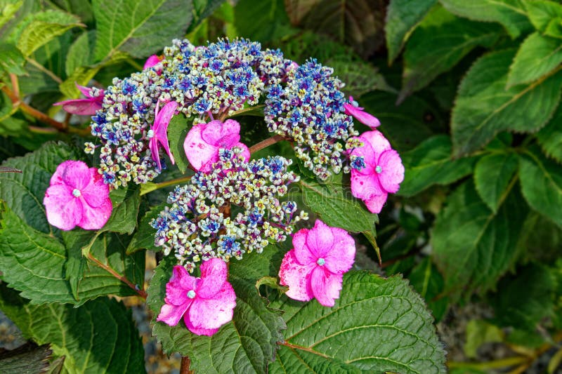 Nedtäkt rosa återblomning bergsblommor i torr royaltyfria foton