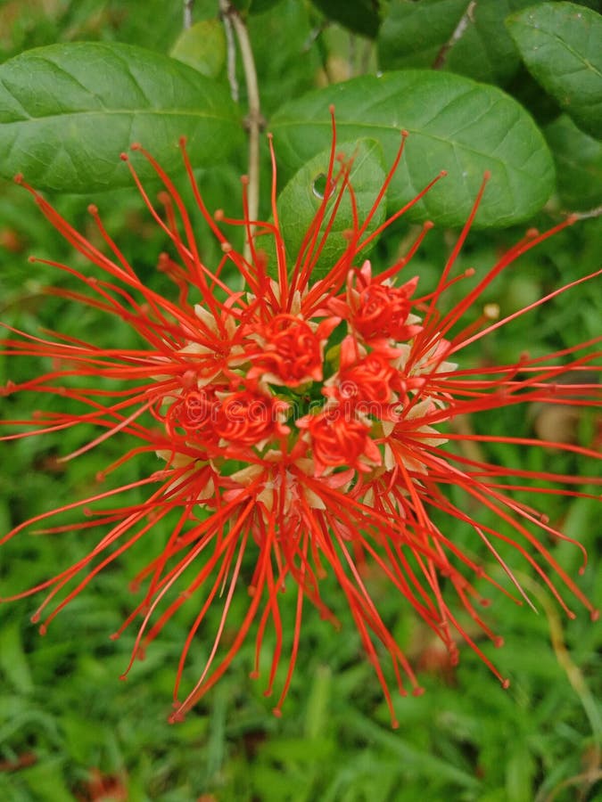 My Batavia Needle Flower English Red needle flower stock image. Image of background, beauty - 25457835