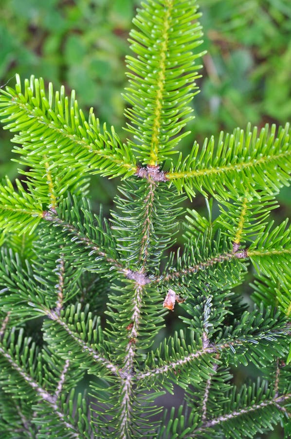 Needle Leaf Pine Tree in Its Natural Environment Stock Image Image of