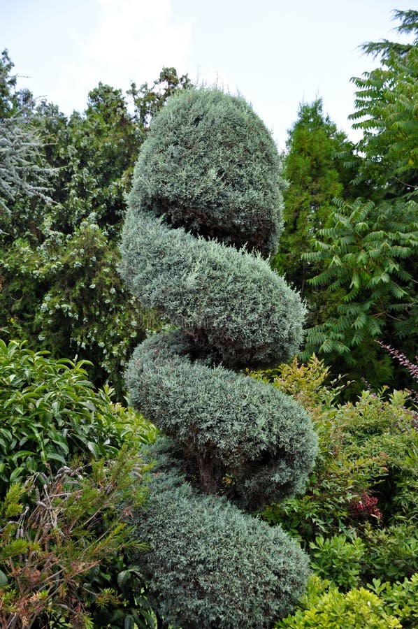 Needle Leaf Pine Tree in Its Natural Environment Stock Photo Image of