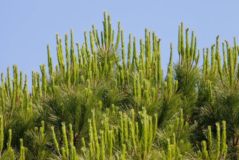 Needle leaves stock photo. Image of close, spruce, woods 42507106