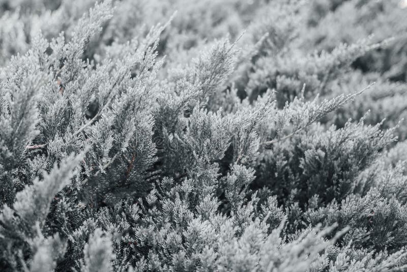 Needles Background Minimalism. White Needles. Christmas Tree Branches