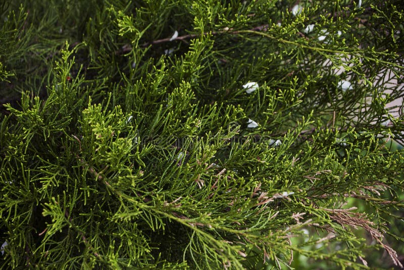 Needles on the Branches of a Juniper Closeup, with White Petals Stock Image Image of