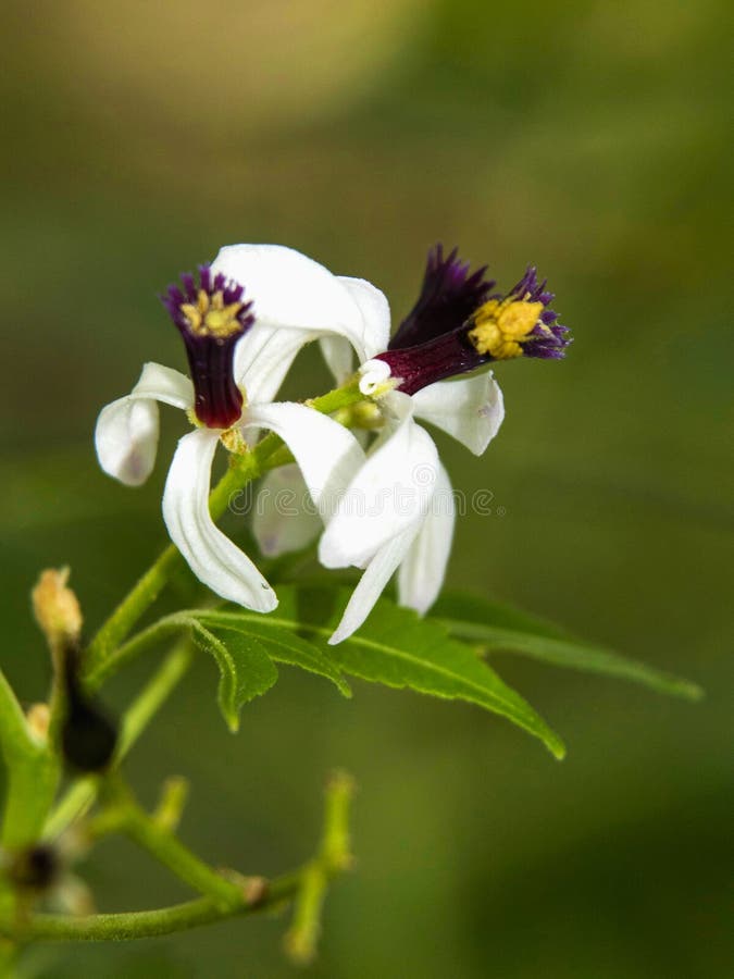 Neem blomma, Azadirachta som är indica som gemensamt är bekant som neem, nimtreen eller den indiska lilan, Thokkottu, Mangalore, arkivfoto Neem blomma, Azadirachta som är indica som gemensamt är bekant som neem, nimtreen eller den indiska lilan, Thokkottu, Mangalore, arkivfoto