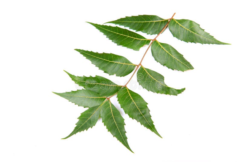 Neem leaf stock photo. Image of herb, health, healing 15526762