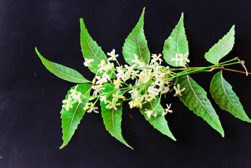 Neem Leaves and Flowers Close Up View, Nim Beautiful View Selective
