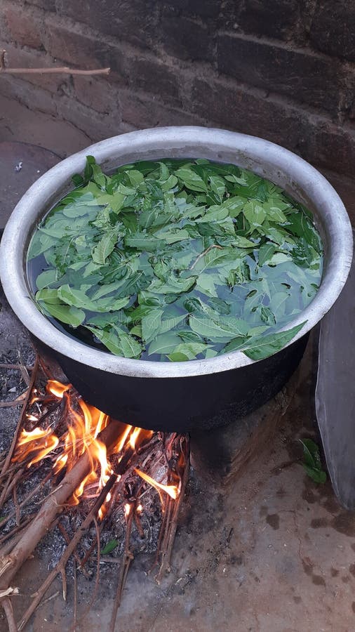 Neem leaves are heated in warm water to core virus photo in India gujrat rural aria. Neem leaves are heated in warm water to core virus photo in India gujrat rural aria.