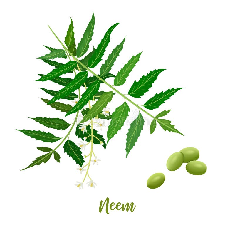 Neem liścia gałąź, kwitnie i połuszczy dla naturalnych kosmetyk?w, opieka zdrowotna produkty, aromatherapy, oliwi? ilustracji Neem liścia gałąź, kwitnie i połuszczy dla naturalnych kosmetyk?w, opieka zdrowotna produkty, aromatherapy, oliwi? ilustracji