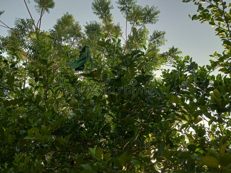 Neem is a natural herbs stock photo. Image of plant 191351964