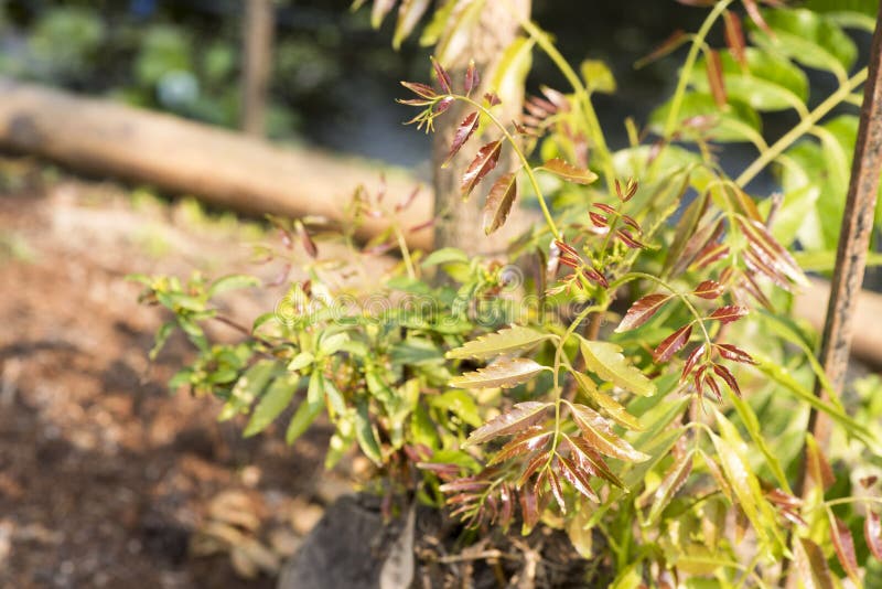 Neem plant. stock photo. Image of neem, garden, nature 52401716