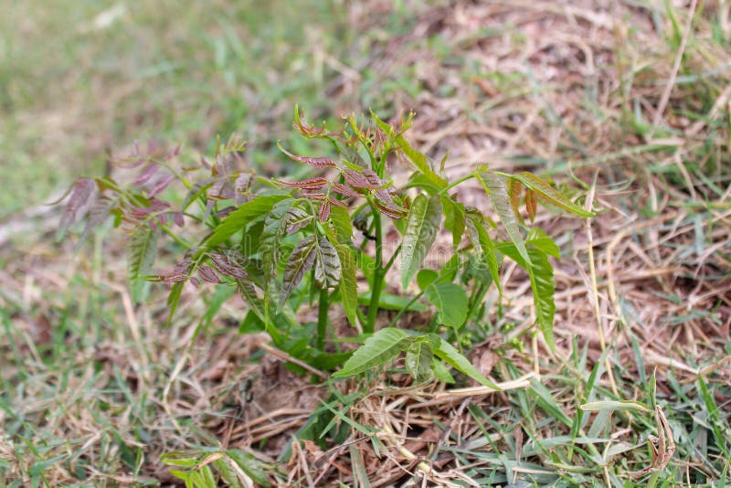 Neem Tree, Neem Flower, a Bitter Taste Stock Photo Image of cosmetics