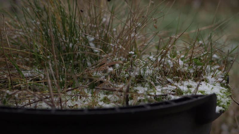 Neglected plant pot in a garden as snow falls