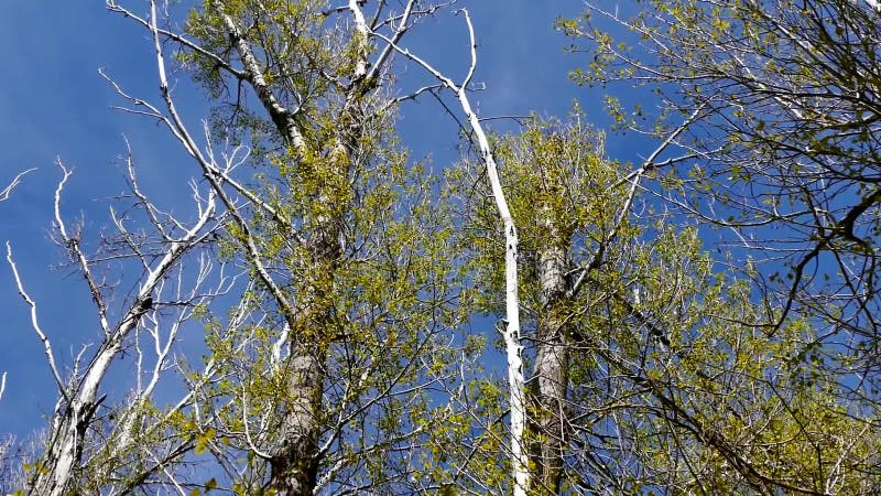 Neglected poplar trees and sky, vertical shot,large dry poplar tree, broken through storm