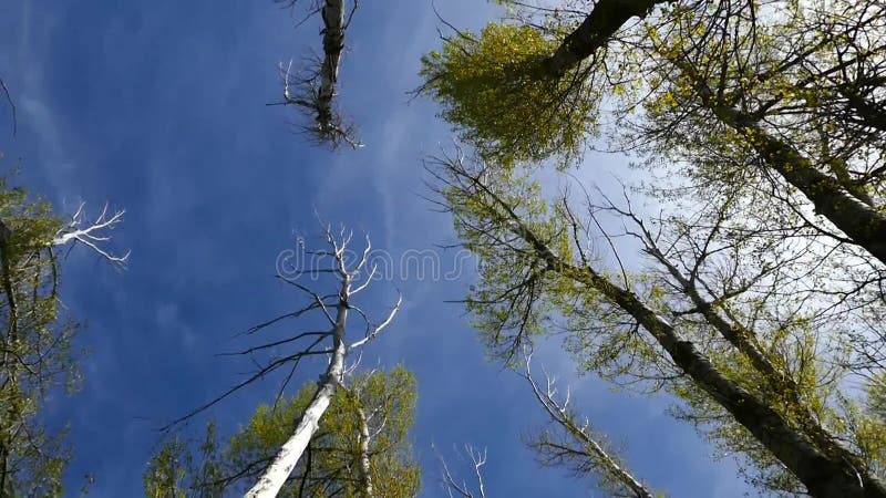 Neglected poplar trees and sky, vertical shot