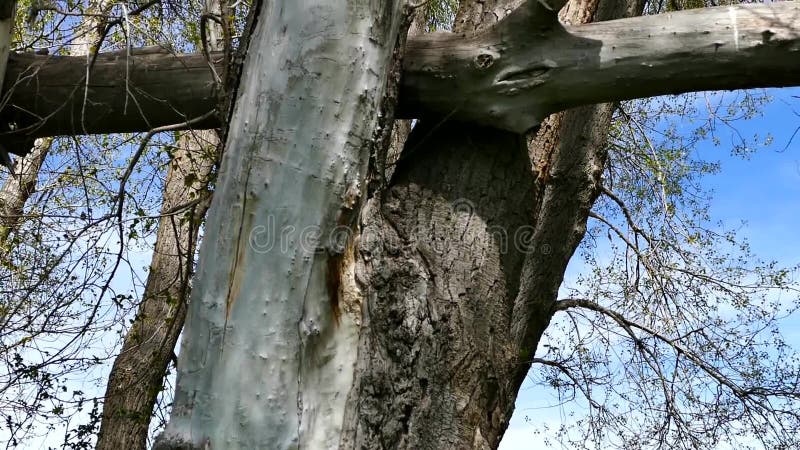 Neglected poplar trees and sky, vertical shot,large dry poplar tree, broken through storm