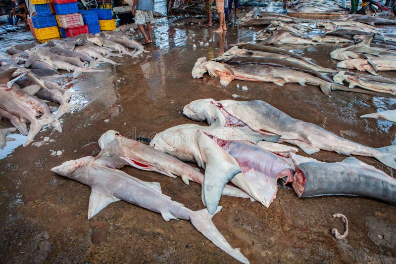 Dead sharks on the ground in the fish market of Negombo in Sri Lanka stock image Dead sharks on the ground in the fish market of Negombo in Sri Lanka stock image
