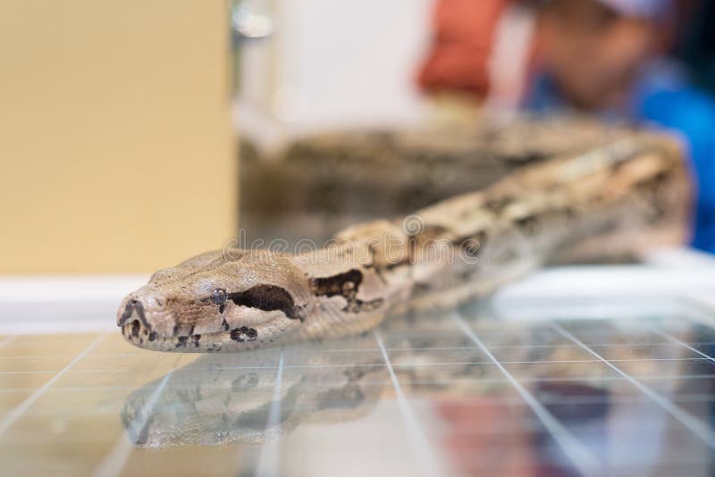Negozio di animali di vetro del dettaglio della testa del serpente del boa constrictor