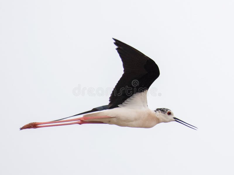 Negro con alas de largo - el pie ataca desde un escondite el Himantopus del Himantopus fotos de archivo Negro con alas de largo - el pie ataca desde un escondite el Himantopus del Himantopus fotos de archivo