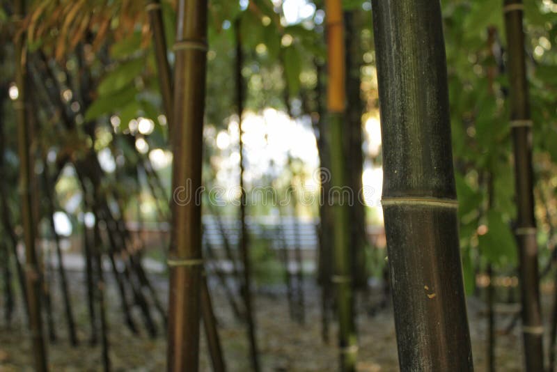 Negro do Phyllostachys, bambu preto no jardim, Valência fotografia de stock royalty free Negro do Phyllostachys, bambu preto no jardim, Valência fotografia de stock royalty free