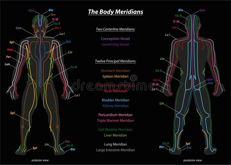 Meridian system chart of TCM (Traditional Chinese Medicine). Isolated vector illustration on black background. Meridian system chart of TCM (Traditional Chinese Medicine). Isolated vector illustration on black background.