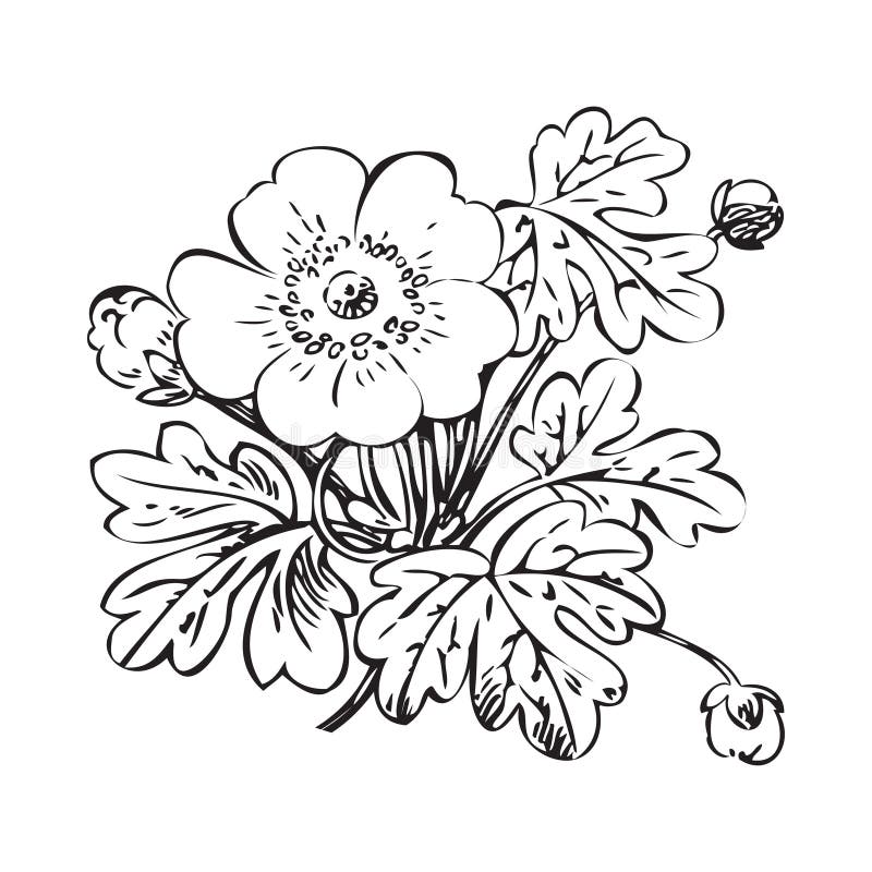 Negro retro del arbusto floral en el fondo blanco, d dibujada mano libre illustration Negro retro del arbusto floral en el fondo blanco, d dibujada mano libre illustration
