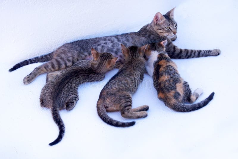 3 kittens are feeding from their mother the kittens have their backs to the camera, the mother is lying down on a white pavement. 3 kittens are feeding from their mother the kittens have their backs to the camera, the mother is lying down on a white pavement