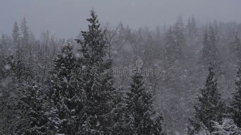 Neige de la forêt d'hiver