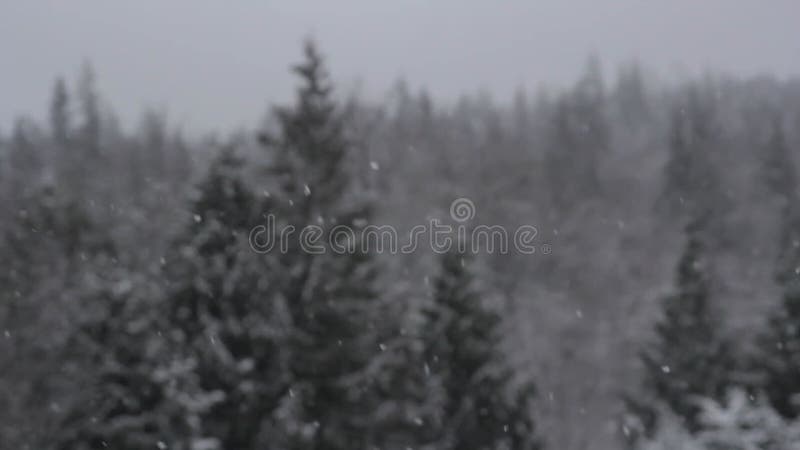 Neige de la forêt d'hiver