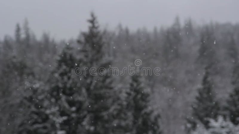 Neige de la forêt d'hiver