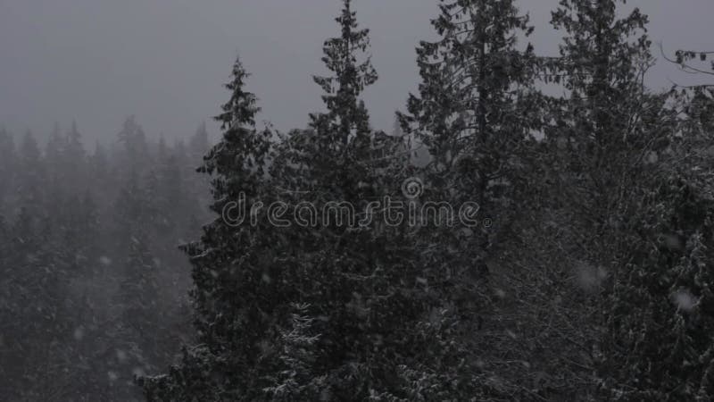 Neige de la forêt d'hiver