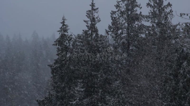 Neige de la forêt d'hiver