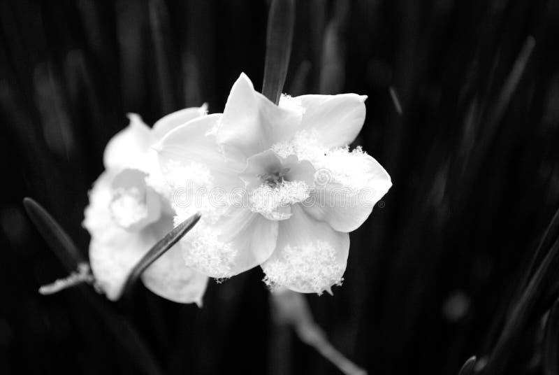 Neige en retard tombant sur les fleurs tôt de ressort images libres de droits Neige en retard tombant sur les fleurs tôt de ressort images libres de droits