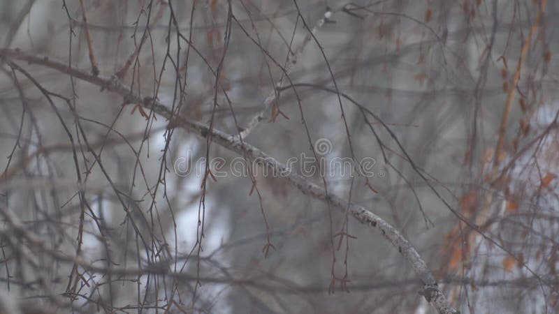 Neige fine tombant dans les branches minces du bouleau