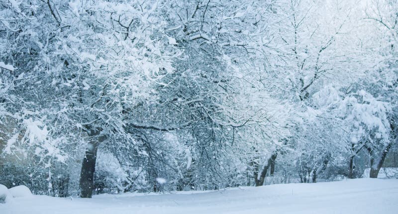 Neige Rue de la ville avec des arbres recouverts de neige Le matin d'hiver bleu, le paysage de neige photographie stock libre de droits Neige Rue de la ville avec des arbres recouverts de neige Le matin d'hiver bleu, le paysage de neige photographie stock libre de droits