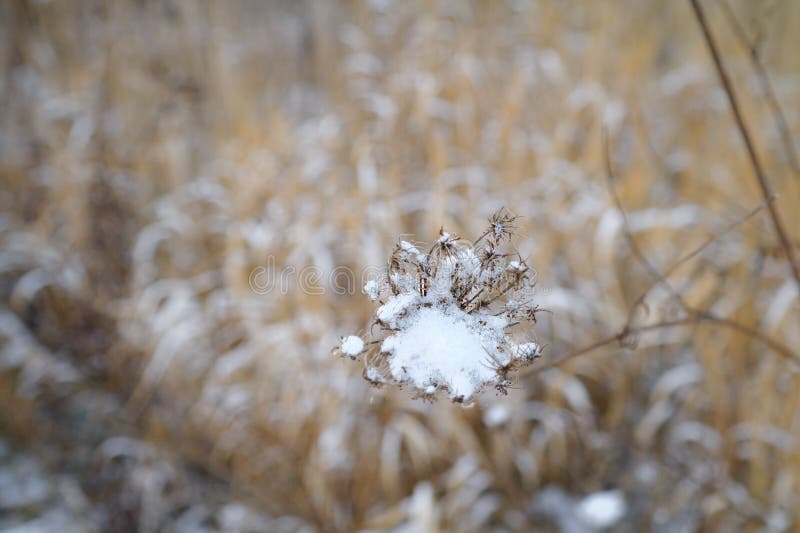 Neige sur l'mauvaise herbe photo libre de droits Neige sur l'mauvaise herbe photo libre de droits