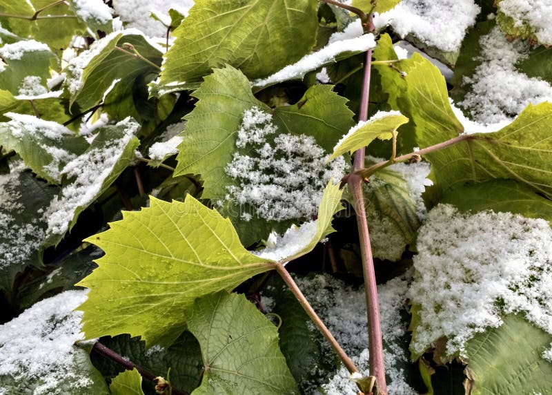Neige sur les feuilles vertes des raisins photos libres de droits Neige sur les feuilles vertes des raisins photos libres de droits