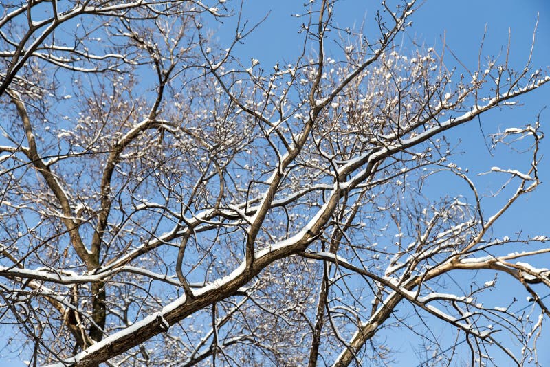 Neigez sur les branches nues d'un arbre contre le ciel bleu photographie stock Neigez sur les branches nues d'un arbre contre le ciel bleu photographie stock
