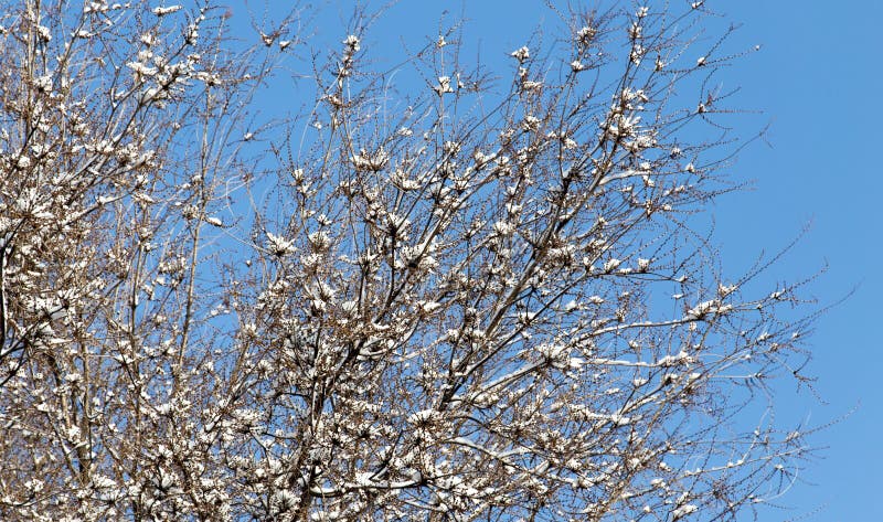 Neigez sur les branches nues d'un arbre contre le ciel bleu images stock Neigez sur les branches nues d'un arbre contre le ciel bleu images stock