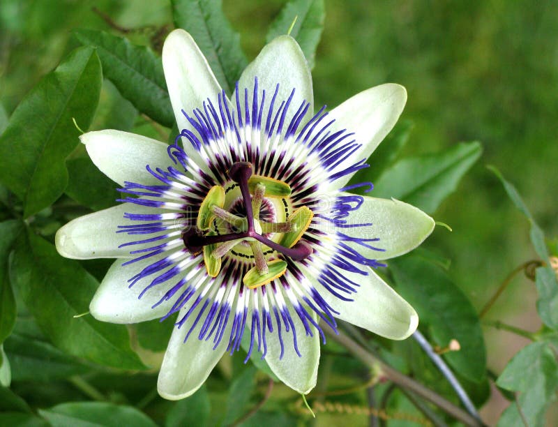 Neigungsblume lizenzfreies stockfoto Neigungsblume lizenzfreies stockfoto