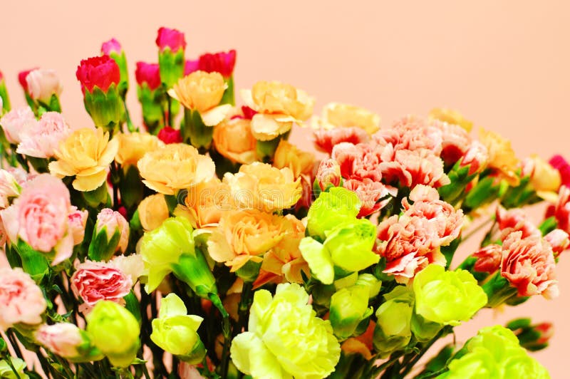 Nejlika på rosa bakgrund royaltyfria foton Nejlika på rosa bakgrund royaltyfria foton