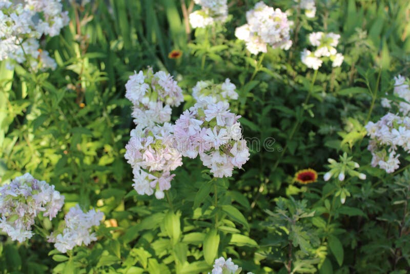 Nel campo coltivi i fiori bianchi lanuginosi fotografia stock Nel campo coltivi i fiori bianchi lanuginosi fotografia stock