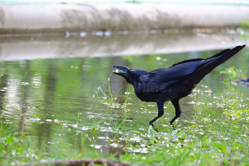 Nel fuoco selettivo un'acqua potabile del corvo nero da una pozza immagine stock Nel fuoco selettivo un'acqua potabile del corvo nero da una pozza immagine stock