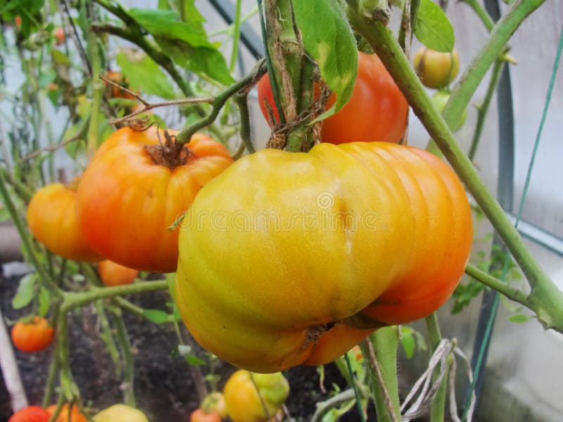 Nella serra del giardino, pomodori verdi di maturazione sul ramo di una pianta di Bush tomate nel giardino immagini stock Nella serra del giardino, pomodori verdi di maturazione sul ramo di una pianta di Bush tomate nel giardino immagini stock