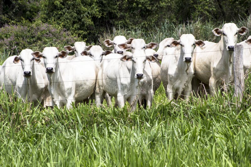 Nelore cattle stock photo. Image of agricultural, farm - 92342530