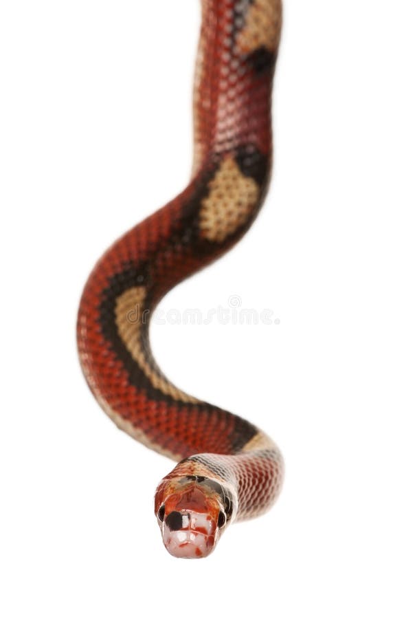 Nelson s Milkshake, slithering