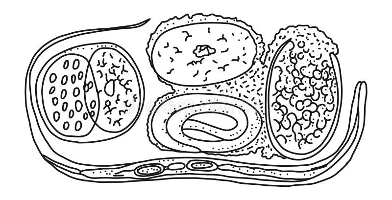 Nematodes origin from euglena, isolated on white process, vector illustration. vector illustration