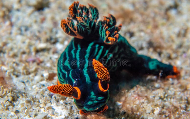 Nembrotha kubaryana, Kubaryana’s nembrotha nudibrach