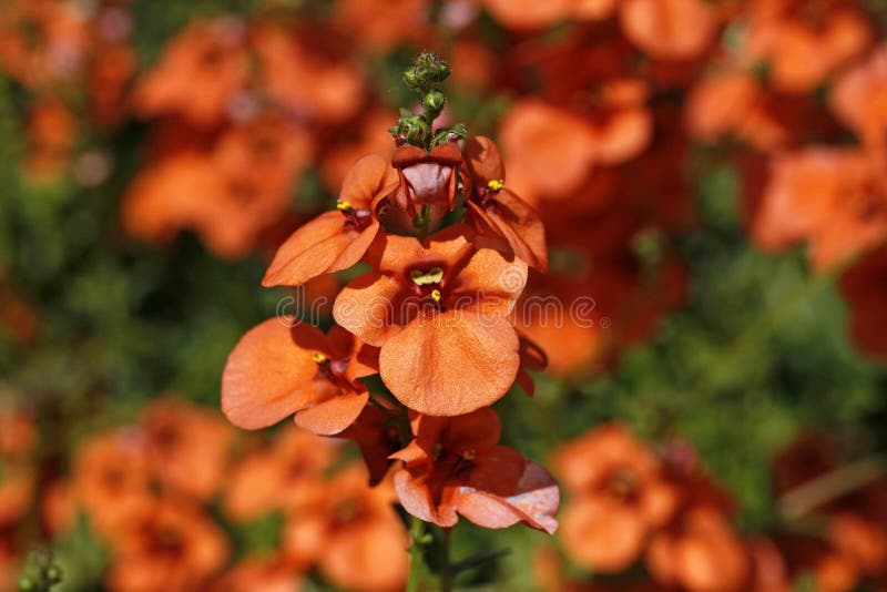 Nemesia strumosa, Sunsatia flower in summer